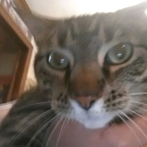 Meet your Posher, Cattz